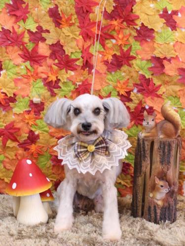 20241122ここちゃん